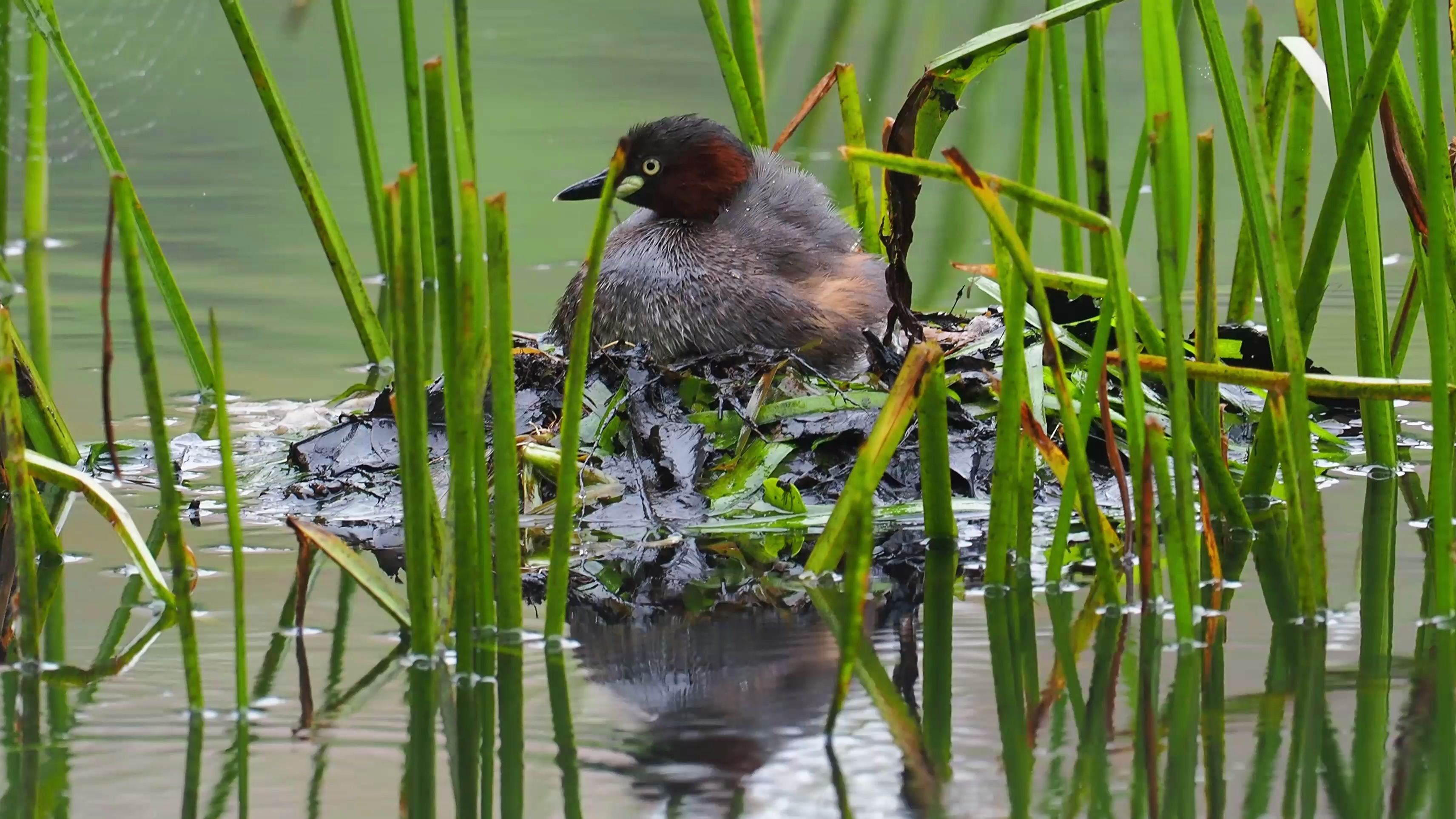 掩鉷齼鷸\?雊坹烞槲?る茷轂楞dIlo巵蔘V? -九游电竞官网